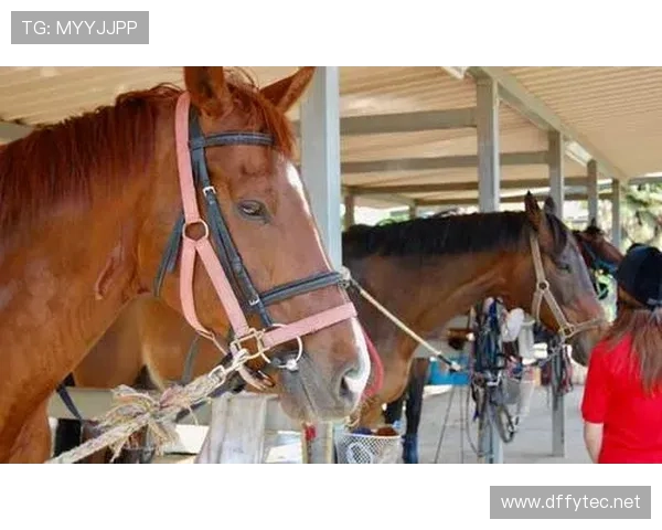 富里睡醒发现自家马场又多两匹新马，账单比对手血条还厚